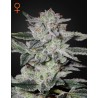 SWEET VALLEY KUSH · Green House Seeds · kevenir tohum · Disi · Fem