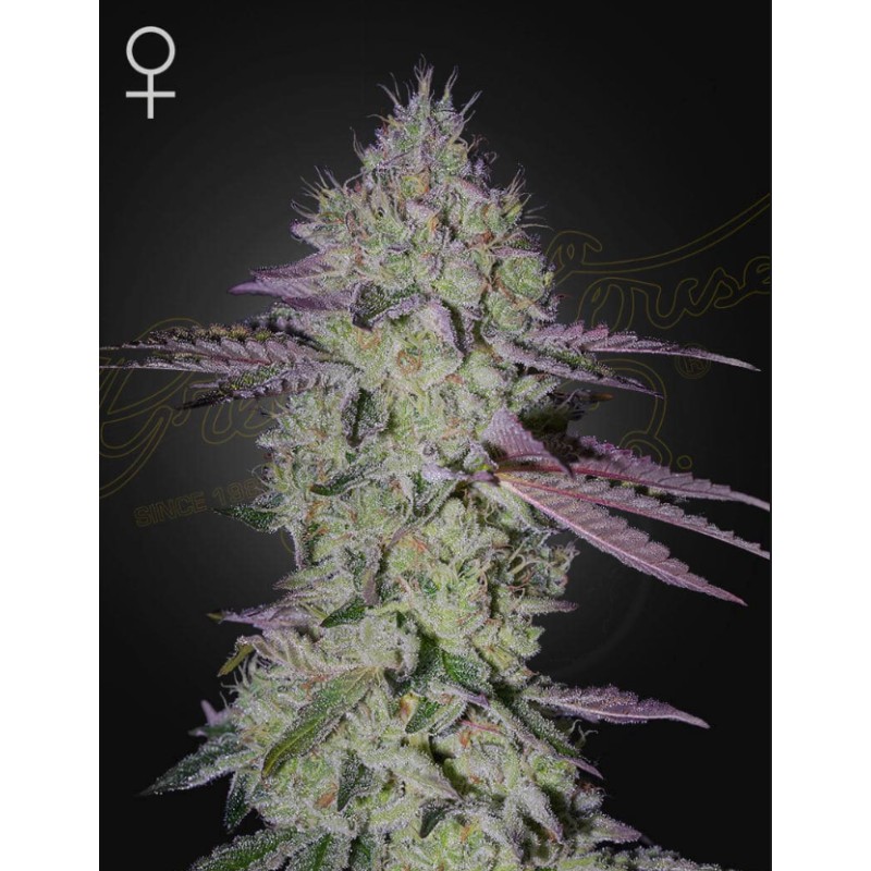 TARTE TATIN · Green House Seeds · semillas de marihuana · Fem