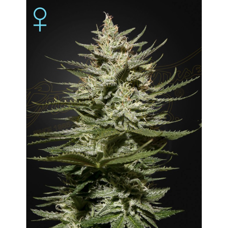 THE CHURCH CBD · Green House Seeds · graines de cannabis · Fem