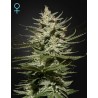 THE CHURCH CBD · Green House Seeds · cannabis samen · Fem