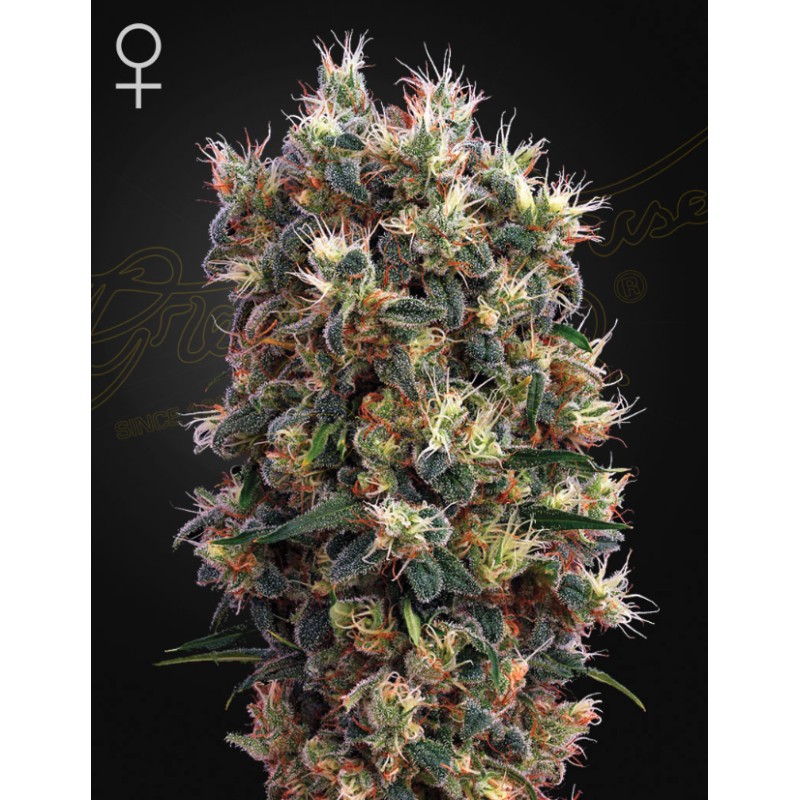 THE CHURCH · Green House Seeds · kaufen cannabis samen · Fem