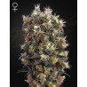 THE CHURCH · Green House Seeds · sementes de maconha · Fem