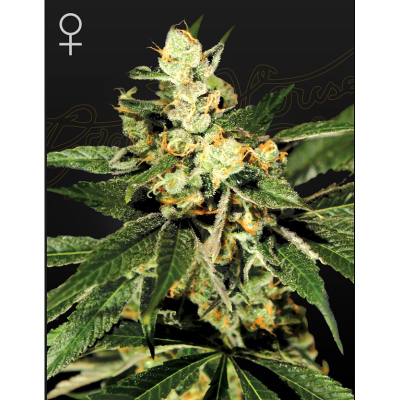 TRAIN WRECK · Green House Seeds · cannabis seeds · Fem