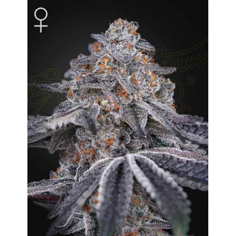 VELVET MOON · Green House Seeds · kaufen cannabis samen · Fem