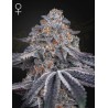 VELVET MOON · Green House Seeds · sementes de maconha · Fem