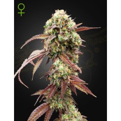 WEST COAST OG X GELATO 41...