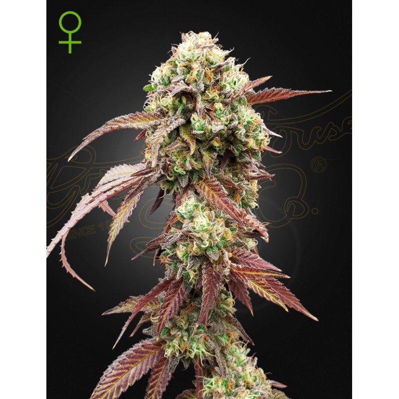 WEST COAST OG X GELATO 41 AUTO · Green House Seeds · semi di canapa · Auto Fem