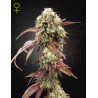 WEST COAST OG X GELATO AUTO 41 · Green House Seeds · cannabis seeds · Auto Fem