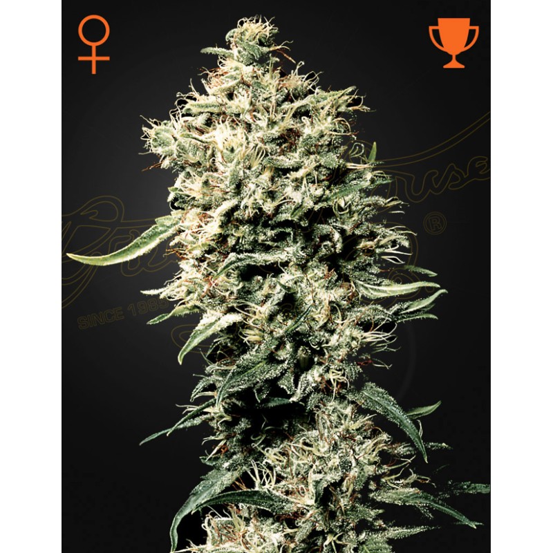 WHITE RHINO · Green House Seeds · graines de cannabis · Fem