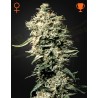 WHITE RHINO · Green House Seeds · kaufen cannabis samen · Fem