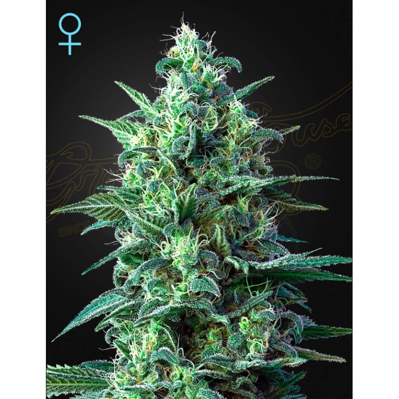WHITE WIDOW AUTO CBD · Green House Seeds · graines de cannabis · AutoFem