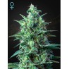 WHITE WIDOW AUTO CBD · Green House Seeds · graines de cannabis · AutoFem