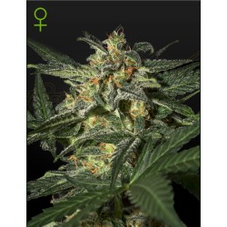 WHITE WIDOW AUTO · Green...