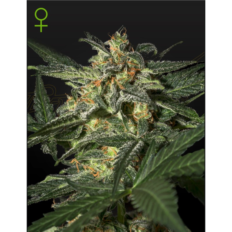 White Widow Auto Green House Seeds | Graines Autofleurissantes