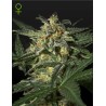 White Widow Auto Green House Seeds | Sementes Autoflorescentes