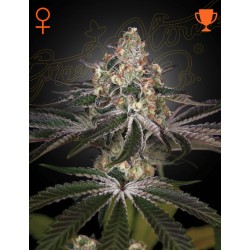 WHITE WIDOW · Green House...