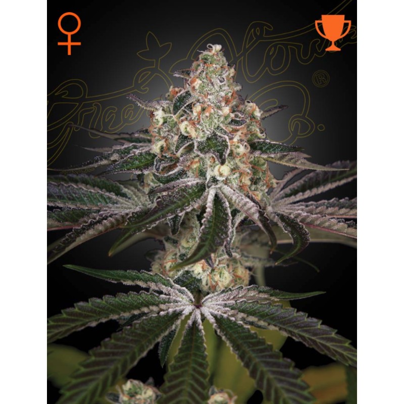 White Widow Green House Seeds | Semi di Cannabis Femminizzati