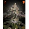 White Widow Green House Seeds | Graines de Cannabis Féminisées