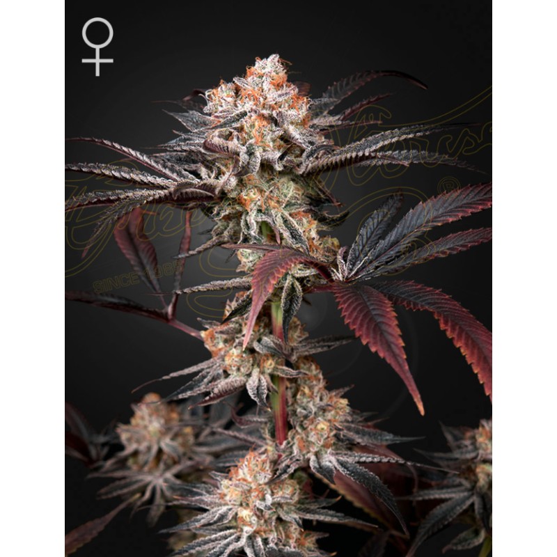 WONDER PIE · Green House Seeds · cannabis seeds · Fem