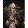 WONDER PIE · Green House Seeds · semillas de marihuana · Fem