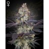 ZTRAWBERRY · Green House Seeds · cannabis seeds · Fem