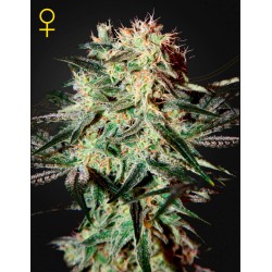 ARJAN'S STRAWBERRY HAZE ·...
