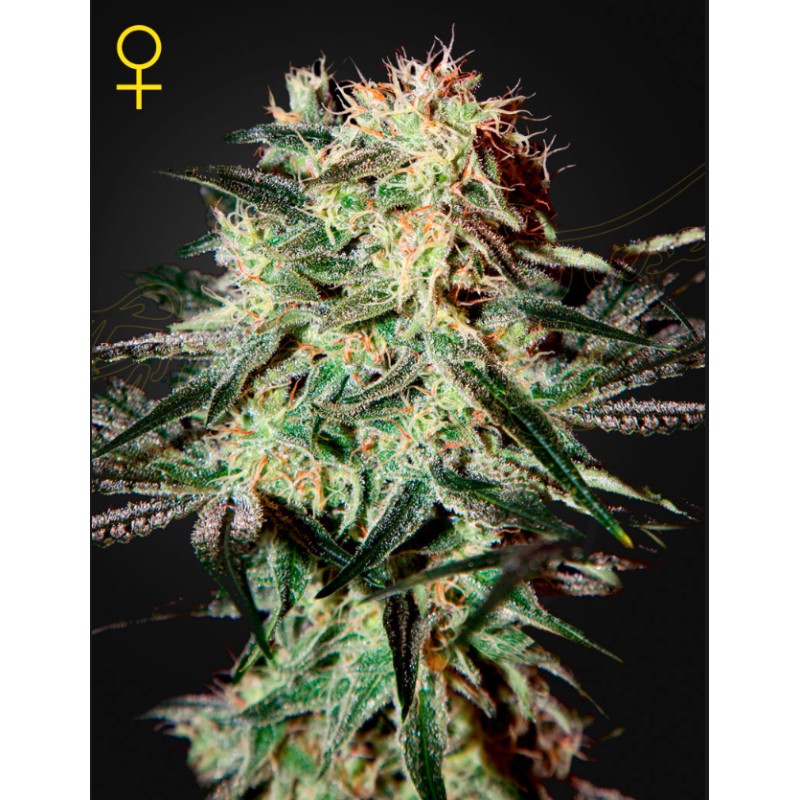 ARJAN'S STRAWBERRY HAZE · Green House Seeds · graines de cannabis · Fem
