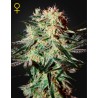ARJAN'S STRAWBERRY HAZE · Green House Seeds · semillas de marihuana · Fem