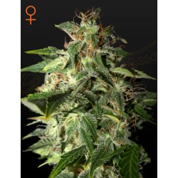 AFGOOEY · Strain Hunters ·...