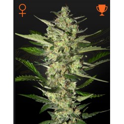 FLOWERBOMB KUSH · Strain...