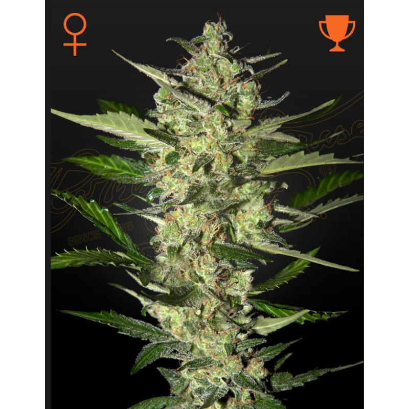 FLOWERBOMB KUSH · Strain Hunters · cannabis samen · Fem