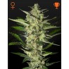 FLOWERBOMB KUSH · Strain Hunters · cannabis samen · Fem