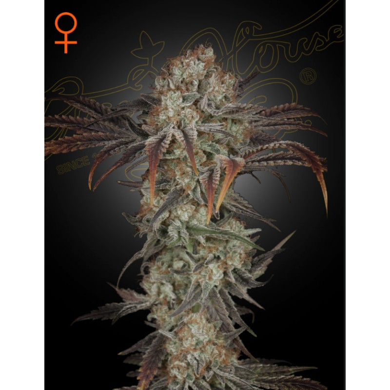 MONEY MAKER · Strain Hunters · sementes de maconha · Fem