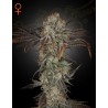 MONEY MAKER · Strain Hunters · sementes de maconha · Fem