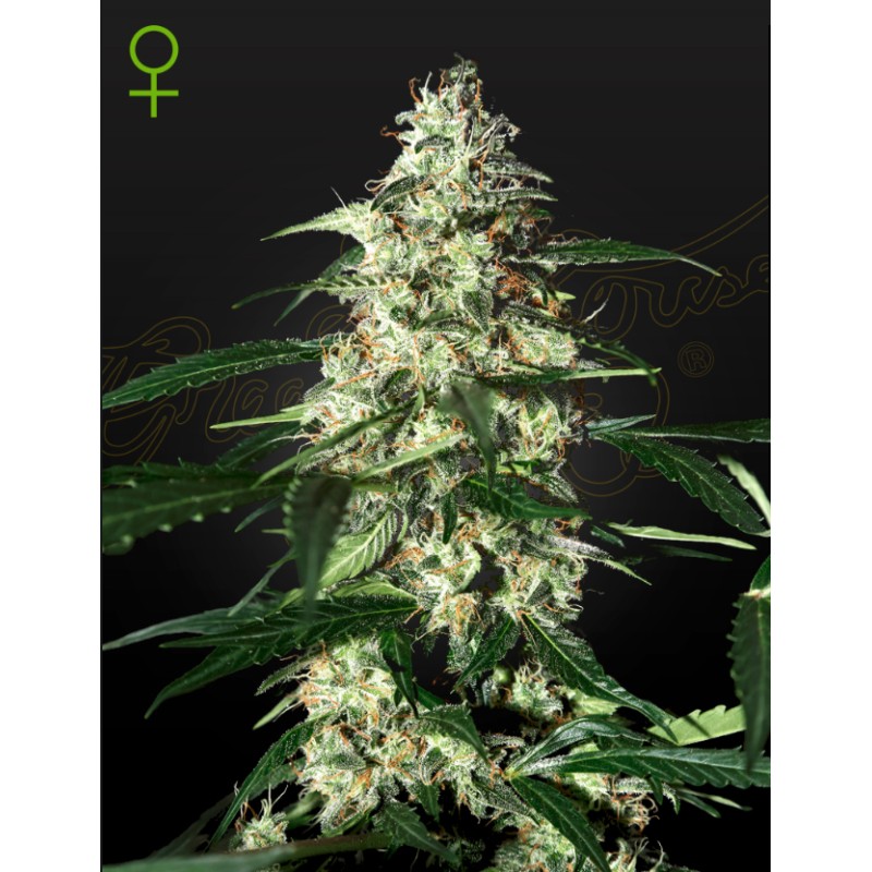 SKUNK AUTOFLOWERING · Strain Hunters · semi di canapa indiana · AutoFem