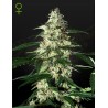 SKUNK AUTOFLOWERING · Strain Hunters · graines de cannabis · AutoFem