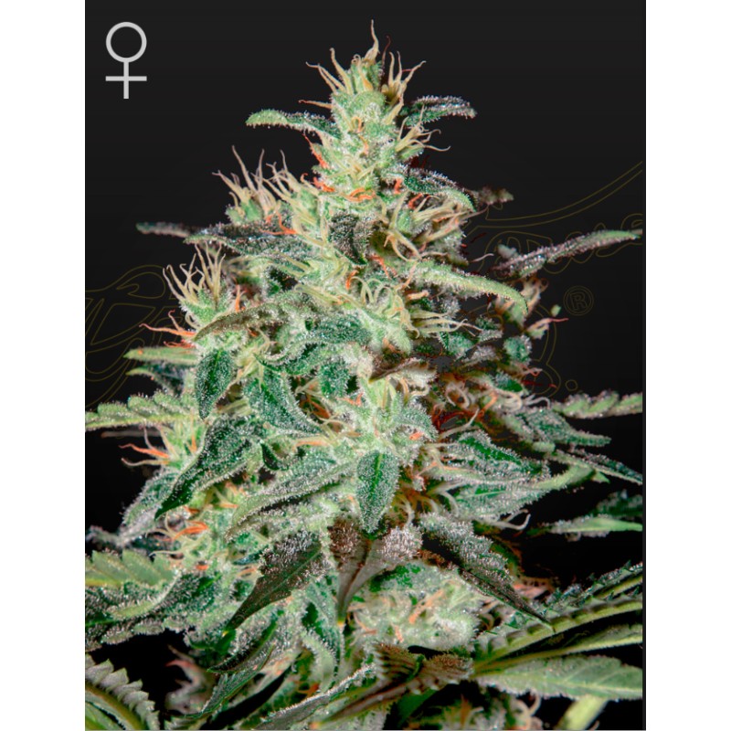 WHITE LEMON · Strain Hunters · graines de cannabis · Fem