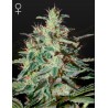 WHITE LEMON · Strain Hunters · kenevir tohum · Disi · Fem
