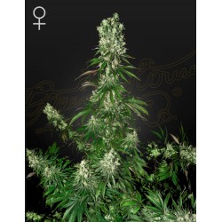 WHITE STRAWBERRY SKUNK ·...