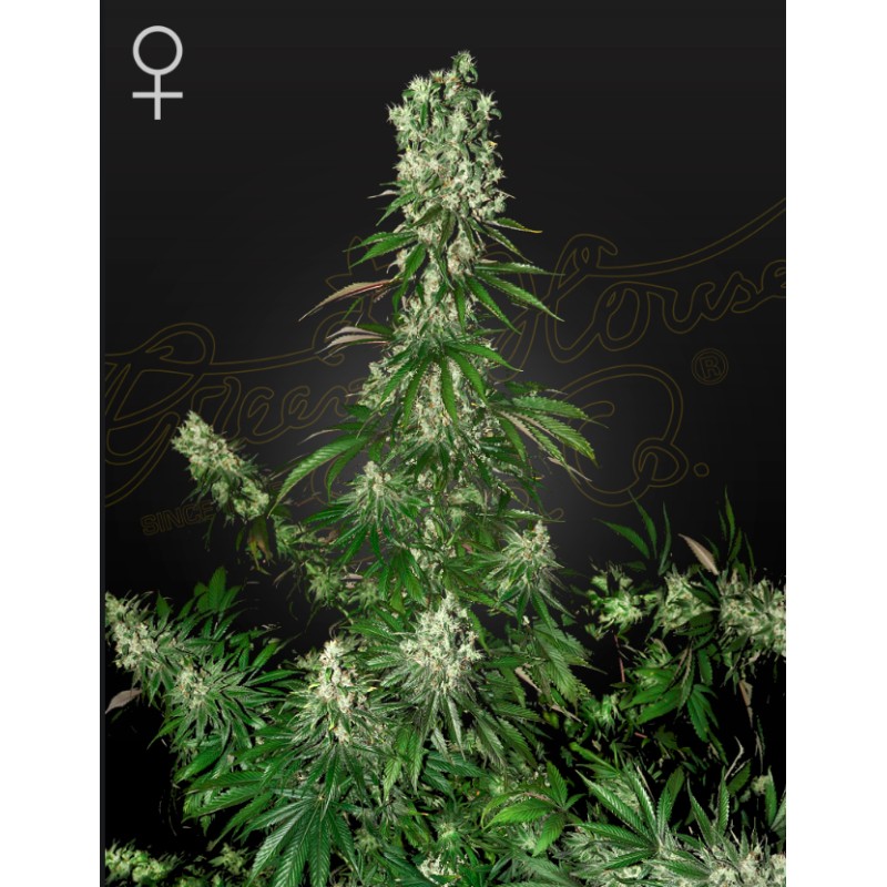 WHITE STRAWBERRY SKUNK · Strain Hunters · sementes de maconha · Fem