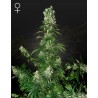 WHITE STRAWBERRY SKUNK · Strain Hunters · graines de cannabis · Fem