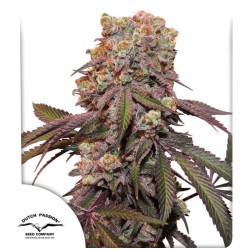 AUTO CANDY BUBATZ XL ·...