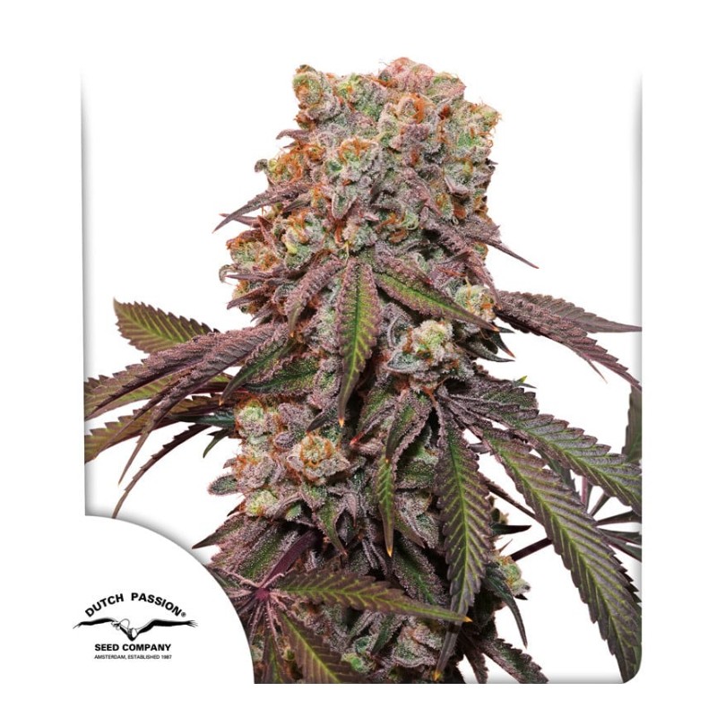 AUTO CANDY BUBATZ XL · Dutch Passion · semi di canapa · Auto Fem
