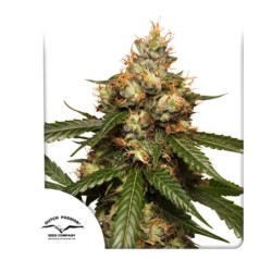 AUTO THC-VICTORY · Dutch...
