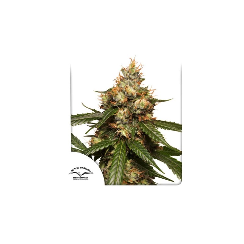 AUTO THC-VICTORY · Dutch Passion · cannabis samen · Auto Fem