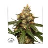 AUTO THC-VICTORY · Dutch Passion · graines de cannabis · Auto Fem