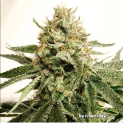 ICE CREAM HAZE · Dutch...