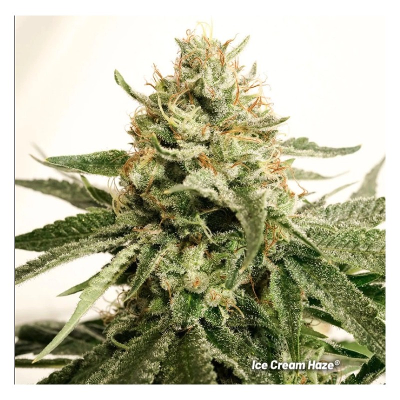 ICE CREAM HAZE · Dutch Passion · semillas de marihuana · Fem