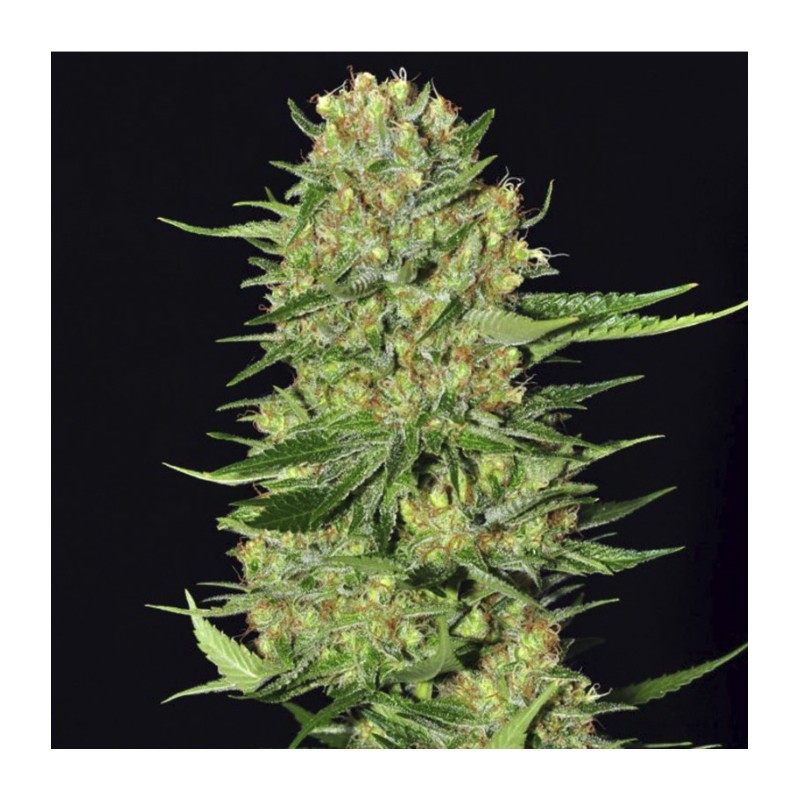 VENENO · Eva Seeds · cannabis samen · Fem
