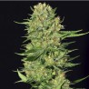 VENENO · Eva Seeds · graines de cannabis · Fem